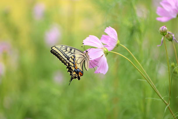 Swallowtail butterfly perched on cosmos flowers.