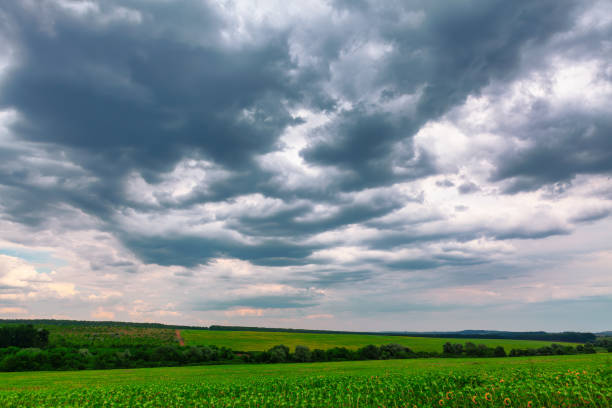 istock Cloudy sky over the field with sunflowers 1716508519