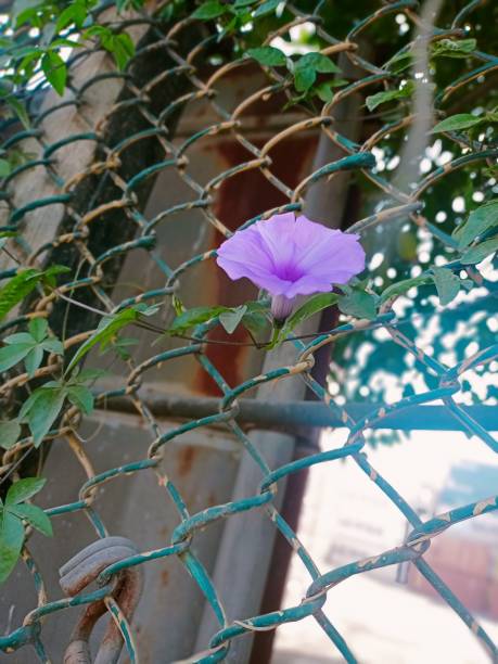 istock Vibrant Spring: Fresh Green Leaf and Flowering Plant Protected by Chainlink Fence 1716508710