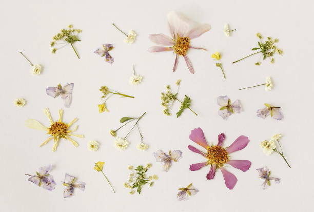 istock Pressed dried flowers set pattern on white background top view. Floral card. Botanical poster.Floral print 1716509911