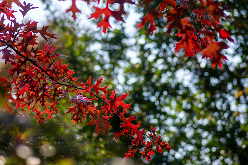 Quercus coccinea bright color red leaves during autumn season in daylight in backlight, ornamental beautiful fall tree