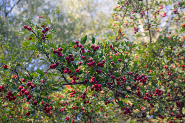 crataegus monogyna一般的な一種サンザシサンザシサンザシ、木の枝に赤い熟した果実 - hawthorn berry fruit common fruit ストックフォトと画像