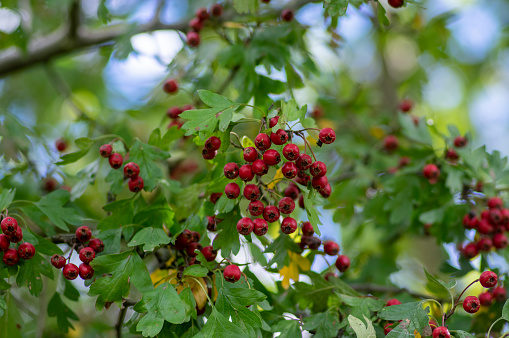 Crataegus monogyna common one-seed hawthorn hawberry with red ripened fruits on tree branches with leaves