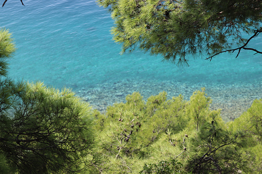 Bright blue clear water of the Adriatic Sea and beautiful pine trees with green needles on the seashore