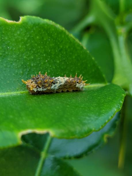 istock Leaf caterpillar with brown and horn 1716523314