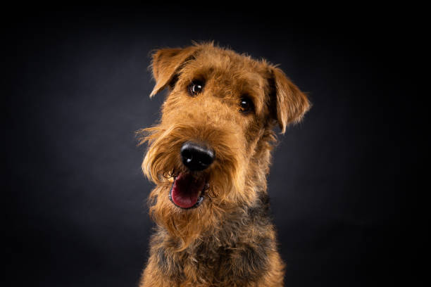 Portrait of an Airedale Terrier in close-up. stock photo