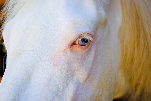 Big eye of a brown horse with long eyelashes, Close-up.