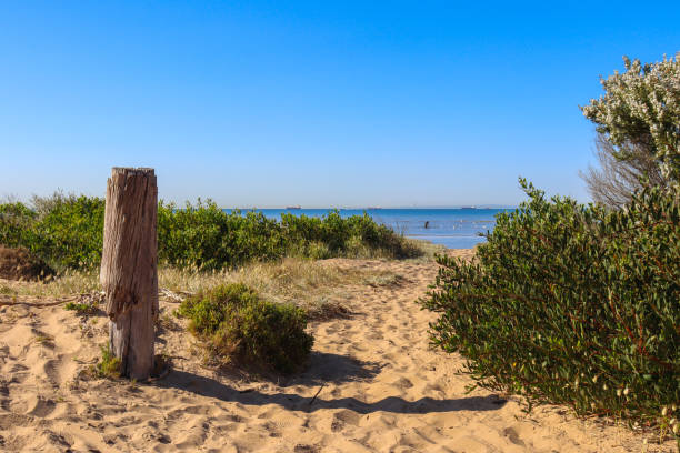 istock beach and sand dunes with trees and old post 1716532211