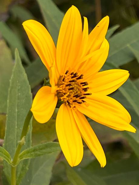 istock Beautiful flowers by the river 1716533846