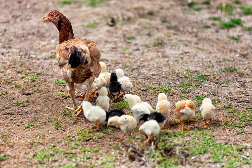 Brown Chicken with little chicks when walking