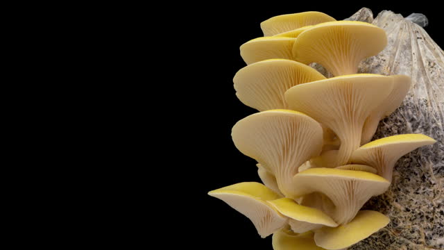 Growing yellow oyster mushrooms rising from soil time lapse 4k footage.
