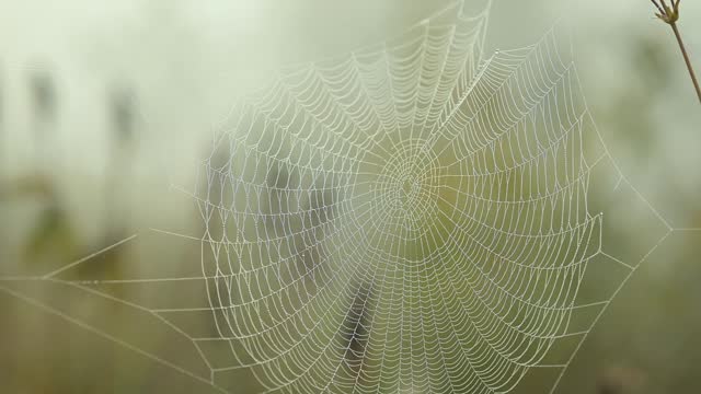 Close up slow motion video of spider web in fog in the morning