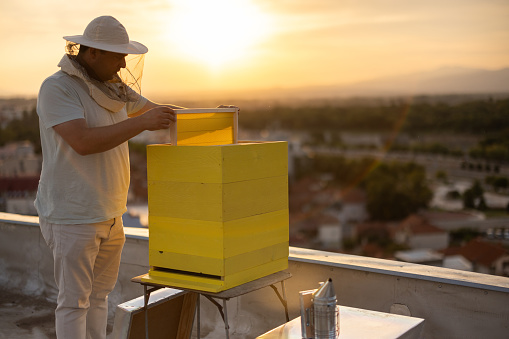 Urban beekeeper setting up hive frames in beehive on building rooftop.