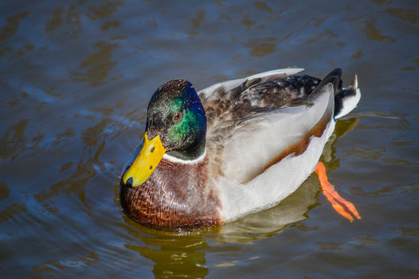 istock Duck swimming in the river 1716546002