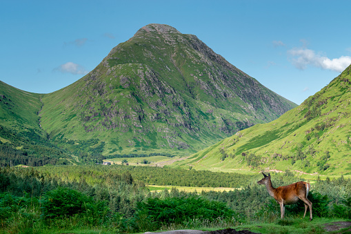 Deer in the foreground in a sunny day in Glen Etive , Scotland Highlands. Copy space