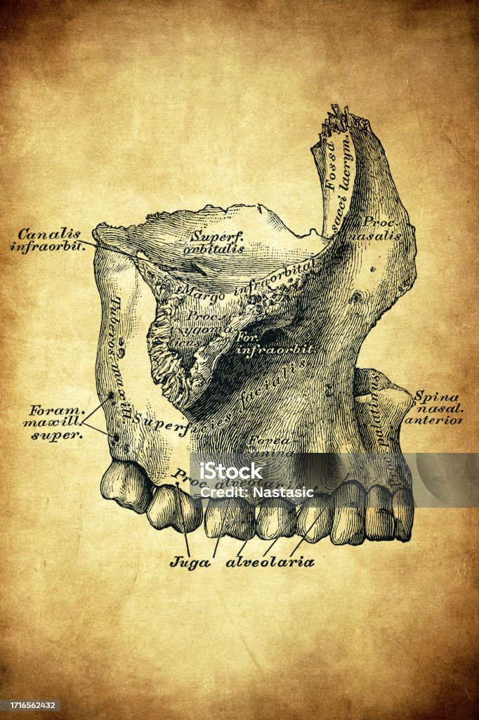 Maxilla Bone Exploded View Right Maxillary Bone Superior Maxilla External View Stock Illustration ...