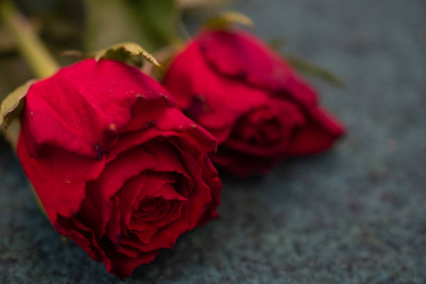 istock macro picture of a red rose 1716565801