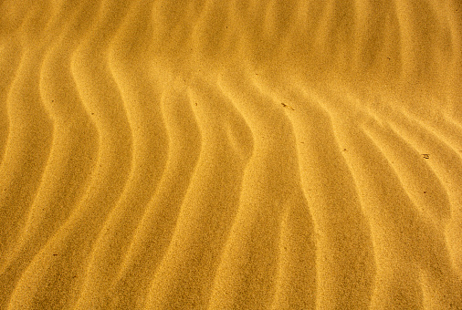 Golden sand dunes in the Arabian desert