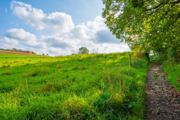 istock Fields and trees in a green hilly grassy landscape under a blue sky at fall 1716572296