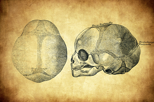 Skull of a fetus