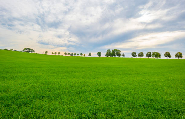 Fields and trees in a green hilly grassy landscape under a blue sky in autumn, Voeren, Limburg, Belgium, September 2023