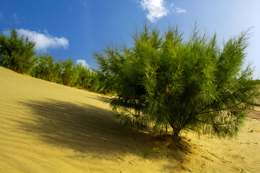 Trees plantation in the arid desert