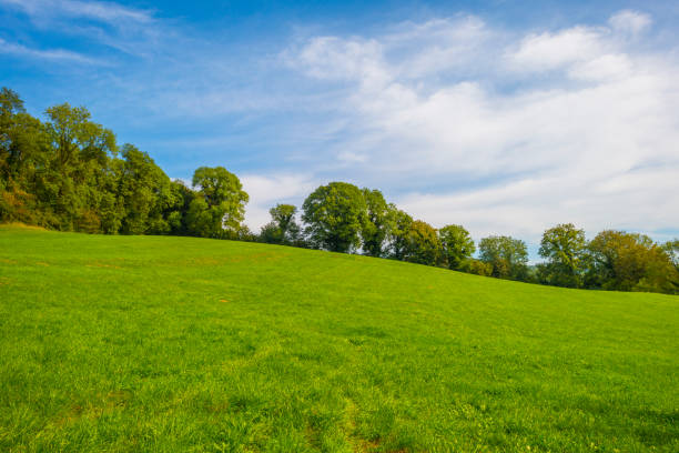 istock Fields and trees in a green hilly grassy landscape in autumn 1716575708