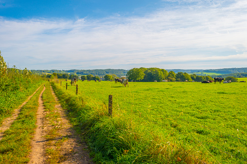 Fields and trees in a green hilly grassy landscape under a blue sky in autumn, Voeren, Limburg, Belgium, September 2023