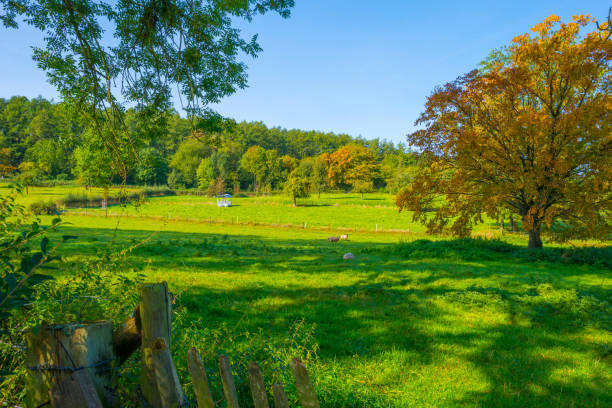 Small group of beef cattle in a field in rural Scotland on a summer morning