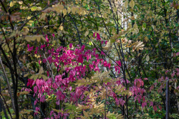 istock Natural autumn forest background with winged euonymus with lilac leaves. 1716579489
