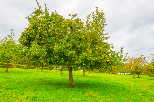 Digitally generated idyllic orchard scene with apple trees in the morning. There are also many other fruit trees in this scene/area.\n\nThe scene was rendered with photorealistic shaders and lighting in Autodesk® 3ds Max 2020 with V-Ray 5 with some post-production added.