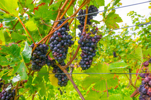 istock Vines growing in a vineyard on a hill in bright sunlight in autumn 1716580302