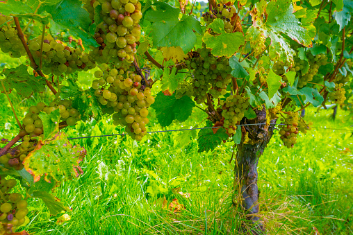Vines growing in a vineyard on a hill in bright sunlight in autumn, Voeren, Limburg, Belgium, September 2023