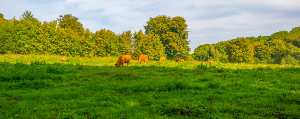 istock Cows grazing in a green grassy hilly meadow in autumn 1716580507