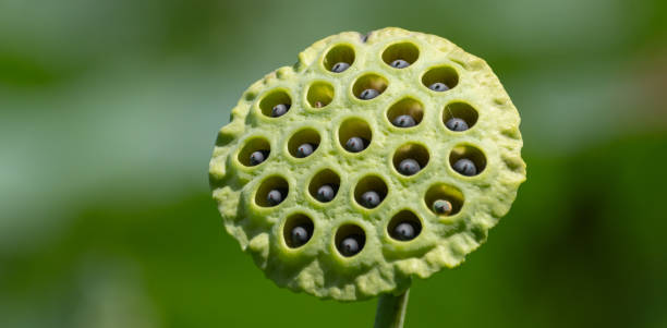 istock After the lotus flowers fall 1716594876