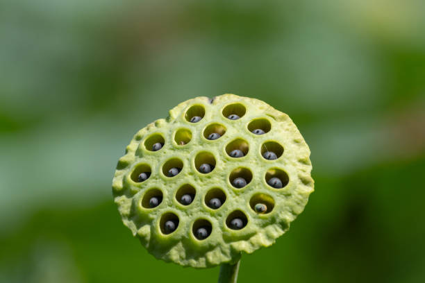 After the lotus flowers fall