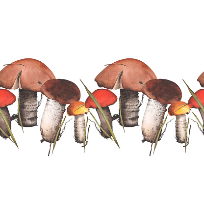 Porcini mushroom. Seamless horizontal border of edible mushrooms. Watercolor illustration. For background design, packaging, textiles.