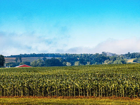 A large maize crop field in the early morning. There are hints of fog rising in the distance.  There is the top of a red metal barn in the background.  The sky is clear. Image is from the Midwest Farmbelt.