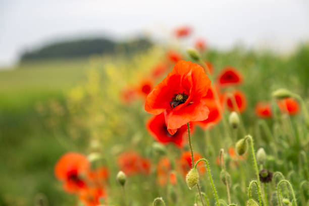 mohnblumen, die am rande von ackerland in hampshire wachsen, mit einer geringen schärfentiefe - poppy field remembrance day flower stock-fotos und bilder