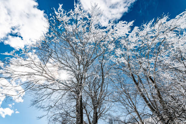 Snowy forest in amazing winter at sunny day