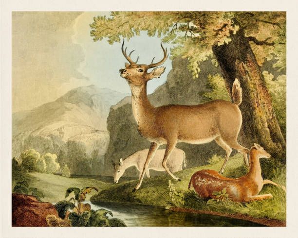Deer illustration with a vibrant vintage palette. Antique zoological illustration. Plate from a natural history book published in 1832.
