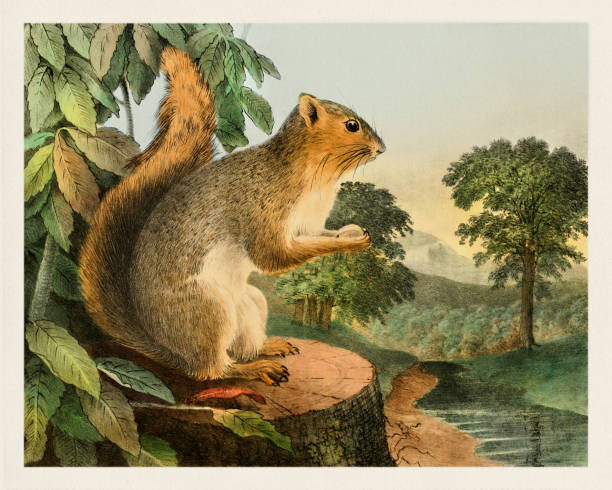 Squirrel illustration with a vibrant vintage palette. Antique zoological illustration. Plate from a natural history book published in 1832.