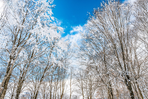 Snowy forest in amazing winter at sunny day