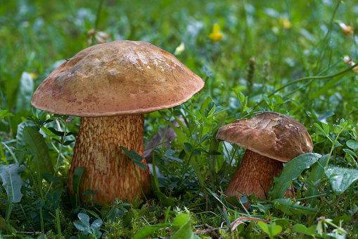 Edible mushroom Suillellus luridus