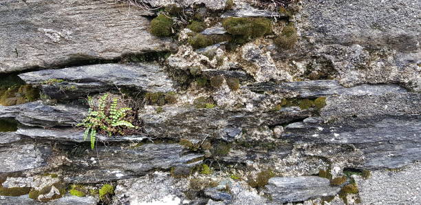istock Old stone wall with some moss and fern etc. 1716605346