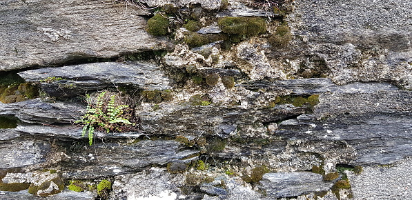 Stacked stone wall texture - old rocks with moss and some ferns - design element