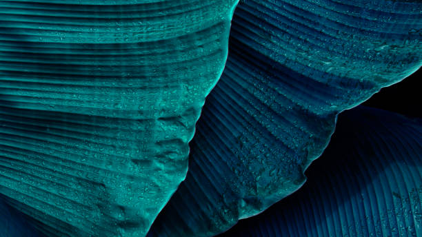 water drops on tropical banana leaf