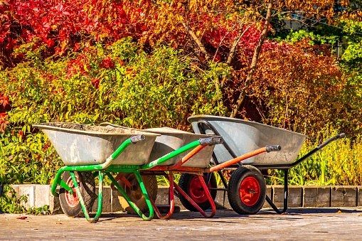 three garden wheelbarrows on colourful foliage autumn background by sunny day