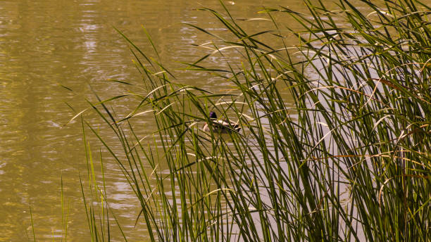istock Mallard duck among the river cattails 1716626106
