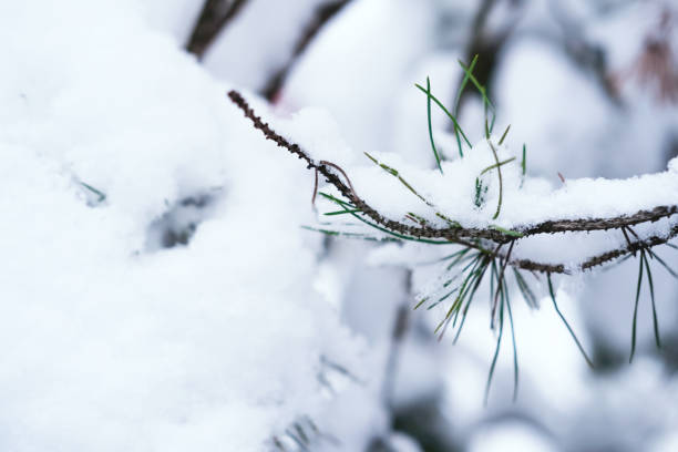Snow on the branches of a pine tree, winter, snow, nature, beauty, green, white, close up, winter scene